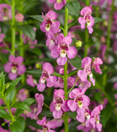 Summer Snapdragon Angelface® Super Pink